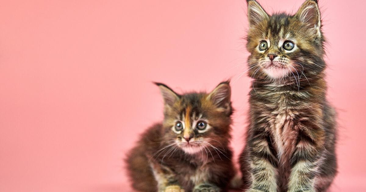 Capire Il Linguaggio Del Corpo Dei Gatti 12 Cose Da Sapere